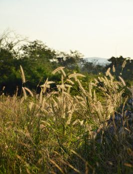 Sunrise in green rural field 