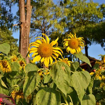 beautiful sunflowers at field, thailand