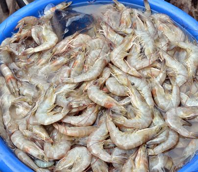 Fresh shrimp in market.