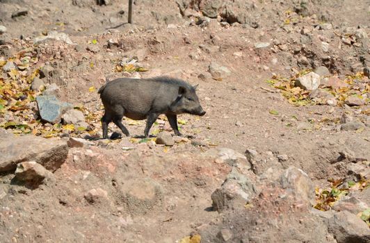 Wild boar (Sus scrofa) in the wild nature