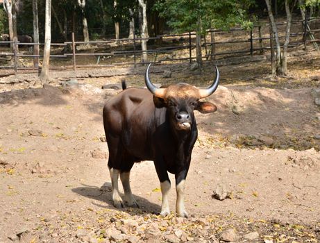 Gaur. Jaint black bull in rainforest, Thailand. 