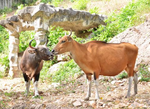 Banteng, red bull in rainforest of Thailand. 