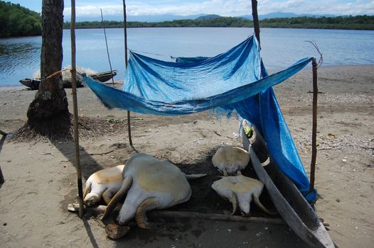 Turtules under tent in village, Papua New Guinea