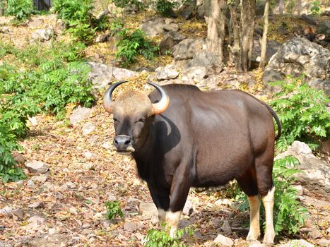 wild gaur or Seladaing in national park, Thailand 