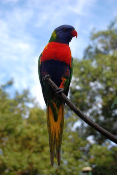 Parrot at tree, Lone Pine Koala Sancuary, Brisbane, Australia