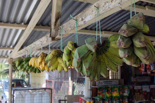 Green and yellow bananas on nails at market timber bar, Malaysia