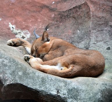 African endangered wild caracal cat resting 