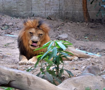 Lion the king, lying in zoo
