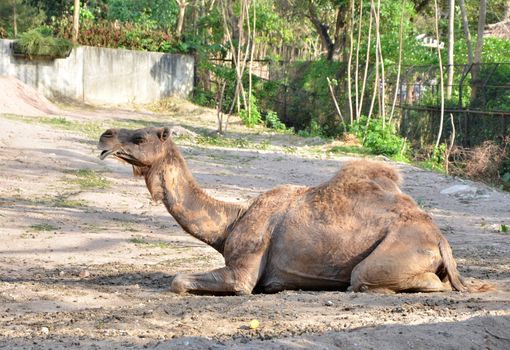 Dromedary camel sit on sand 