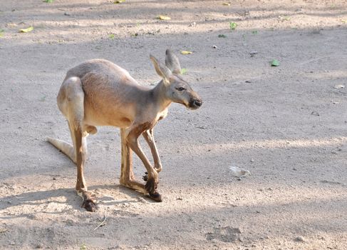 Grey Kangaroo on sand