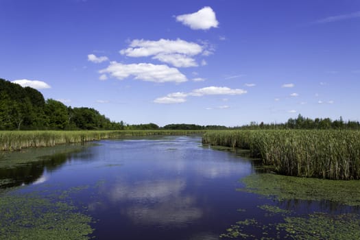 Beautiful pond with cattails and lily pads