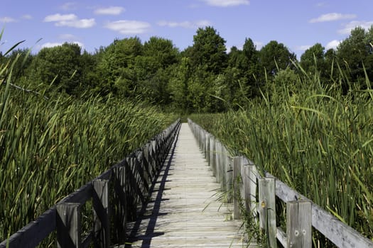 Boardwalk over the marsh