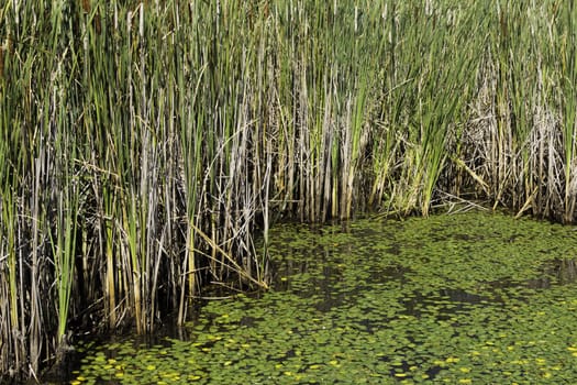 Lilypads and cattails in the bog