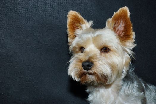 dog (yorkshire terrier) on a black background