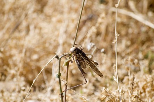 Grasshopper in a desiccated Meadow