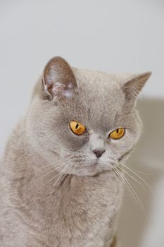 British cat on a white background