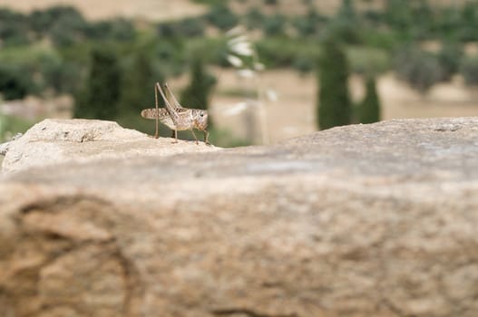Grasshopper sitting on a Stone in a mediterranean Landscape
