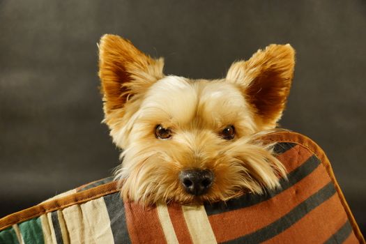 dog (yorkshire terrier) with a pillow on a black background