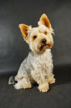 dog (yorkshire terrier) on a black background