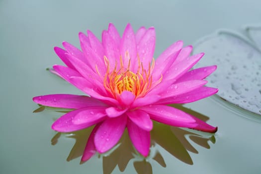 Closeup of Pink Lotus