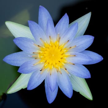 Closeup of Blue Lotus