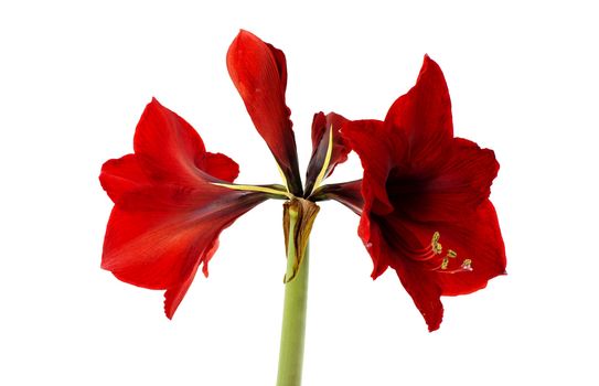 red amaryllis flower isolated on white