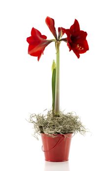 red amaryllis flower isolated on white