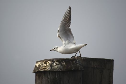 a seagull in flight