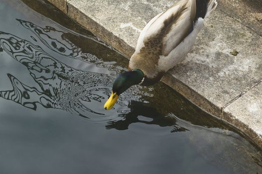 a duck that is reflected in the water