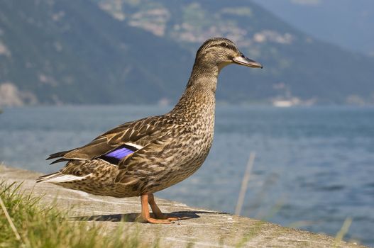 a duck at lake