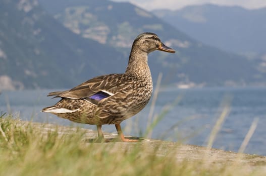 a duck in nature