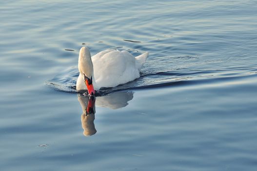 a swan in blue lake