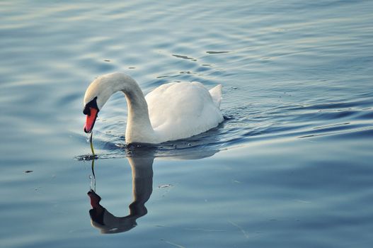 the swan in the lake