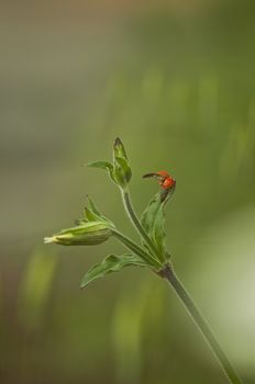 a ladybug in natural backgroud