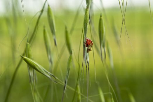 a ladybird in the nature