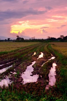 Nice rice field landscape with drama sunset sky, Countryside of Thailand