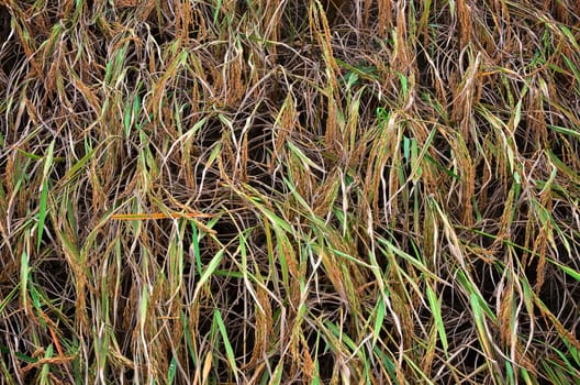 Nice yellow rice in farm for harvest