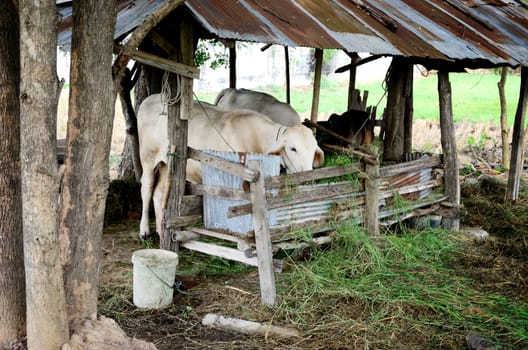 Cow eat grass in hayrack
	
