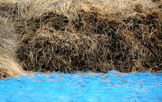 Straw on fabric in the rice field, Harvest time in Thailand