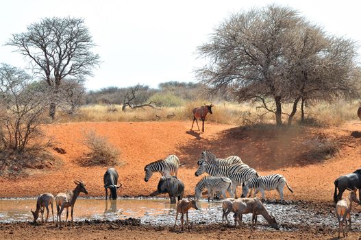 Blue Wildebeest, Zebra and Tsessebe at the Haak-en-Steek Waterhole, Mokala National Park, South Africa