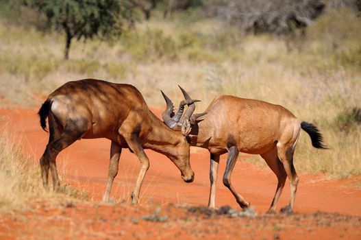 Red hartebeest fighting, Mokala National Park, South Africa