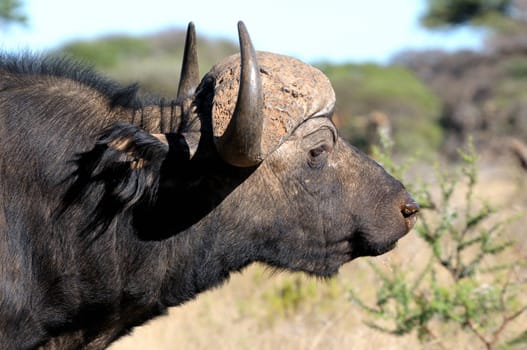 Portrait of a Cape buffalo in the Mokala National Park in South Africa