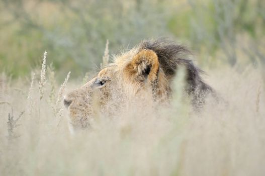 Male lion hiding in the Kgalagadi Transfrontier Park.