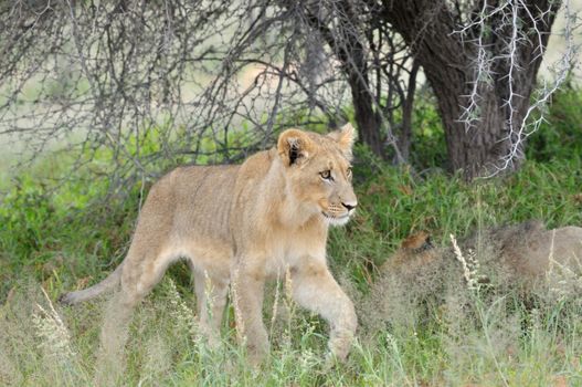 Young lion in the Kgalagadi Transfrontier Park.
