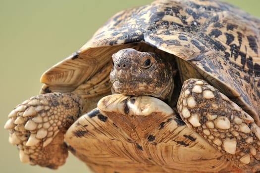 Leopard tortoise in the Kgalagadi Transfrontier Park, South Africa