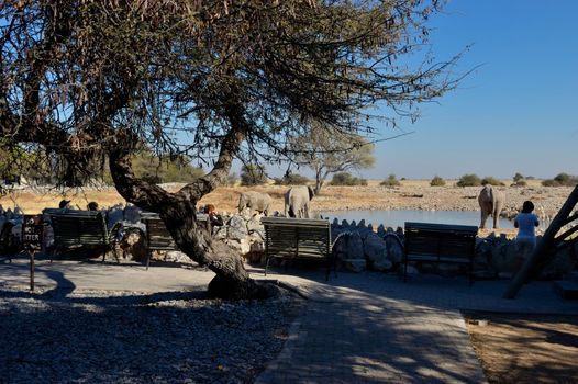 View of the waterhole, Okaukeujo Rest Camp,  Etosha National Park, Namibia