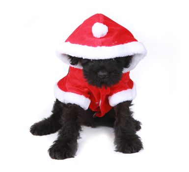 Black Russian Terrier Puppy Dog Santa on White Background