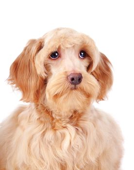 Decorative dog. Puppy of the Petersburg orchid on a white background