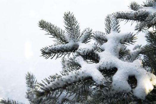 snow covered fir branches on a white background