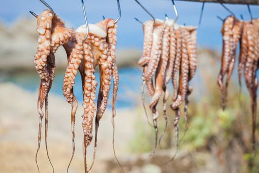 freshly caught squid